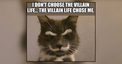 30 Meowschievous Memes of Felines Who Woke Up and Chose Villainy
