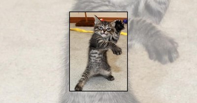 'Meowtal Kombat': Karate Cats Showing Off Their Martial Arts Moves