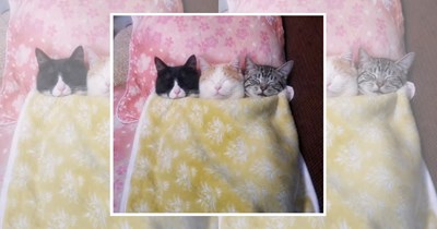 28 Purrfect Snuggly Cats Having The Best Sleep of Their 9 Lives
