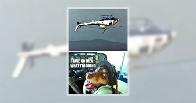 36 Very Dog Memes for When You Need More Dogs in Your Life
