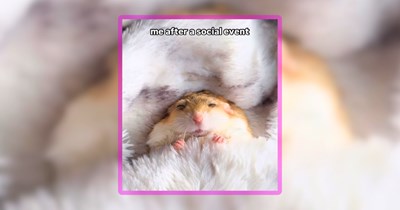 32 Wholesome Animal Memes to Soften Your Weekend