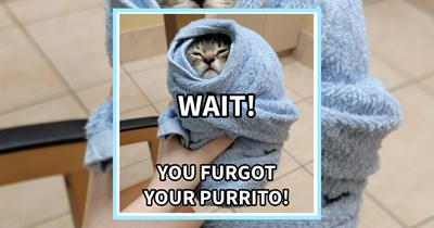 23 Classically Calamatous Cat Child Pics fur Pawrents Who Need a Good Giggle  