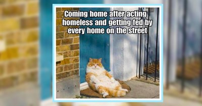 22 Hissterical Cat Child Memes fur Feline Pawrents Who Can’t Catch a Break