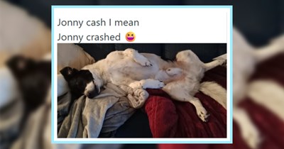 23 Pawdorable Pups with Pop Culture Inspired Names