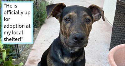 Stray puppy showing signs of neglect saved by California resident who cleaned up the poor pupper and got him ready to be adopted into a loving home, rescuer says: ‘I can’t imagine abandoning such an adorable lil puppy!’