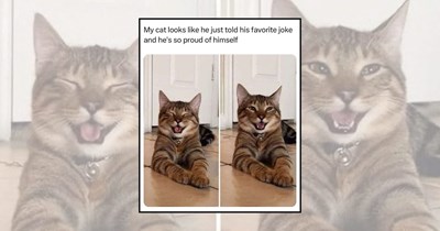 'That was the best joke ever': 21 Laughing Cats Spreading Good Vibes and Big Smiles