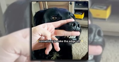 'Happiness is a warm puppy': Animal laughs and joys for a happy brain this week (June 12, 2026)