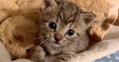 Kindhearted rescuer save a 2 week old kitten from the middle of the road, and despite a cat allergy foster the feline: 'We almost ran over the little baby'