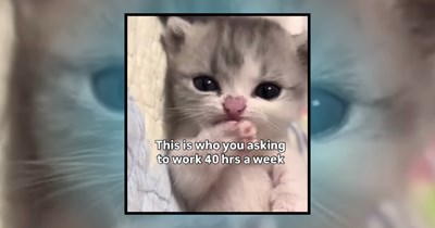 28 Kitten Memes Cute Enough to Smooth Your Troubled Brain