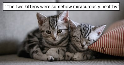 'Just upgraded from mom of 1 to mom of 3': Rescuer finds two month-old kittens abandoned by the road and couldn't leave them behind
