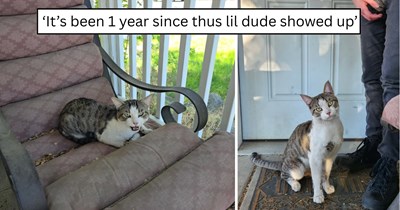 'He's now an indoor only cat who is living his best life': One year after showing up skinny and hungry, Smokey's transformation is incredible