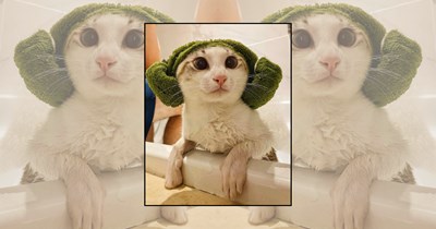 22 Wholesome Cats for a Softer Day on the Internet (June 12th, 2026)