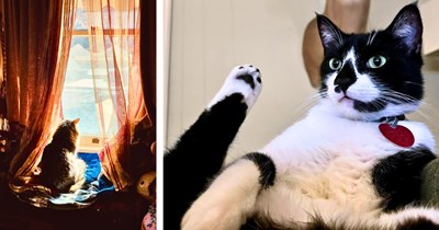 'Paint me like one of your French girls': 40 Cats Purrfectly Posing for Accidental Renaissance Realpurrism