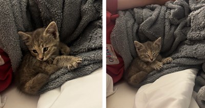 Couple on vacation hear meows from under a car, they pull out an adorable kitten and sneak her into hotel: 'Sweet baby found us 3 states away'