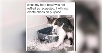 30 Meowlodramatic Memes of Drama Queen Cats Throwing Tiny Tantrums