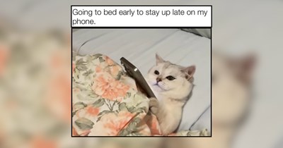 A Meowment of Cat Memes Purrfect For Pre-Sleep Scrolls