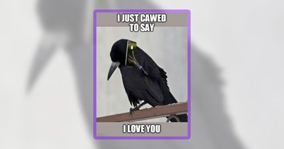 20 Perfectly Preened Bird Memes for Positively Pleased People