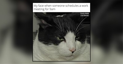 30 Relatable Memes of Felines Feeling the Meownday Madness