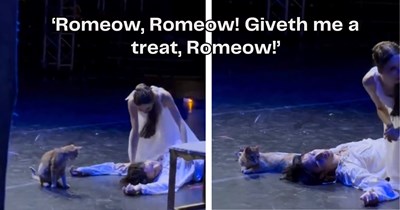 'Romeo, Romeo, wherefore art thou horizontal?': Stray orange cat interrupts Turkish purrformance of Romeo & Juliet, and steals the show 
