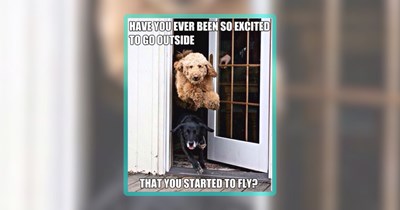 25 Blissful Borker Memes to Share With Both Dogs and People