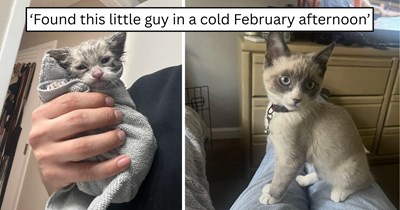 'A cat was a big change': Lifelong dog owner never imagined a parking-lot rescue would make him a cat person