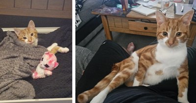 'He pays his rent by slaying spiders, flies and moths': Orange kitten found in a trash bin and is now king of the house with his furrever cat pawrent