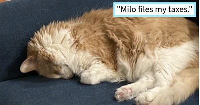 21 Caring Cat Children Who Actually Helped their Pawrents with Something