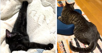 30 Floppy Flexible Felines Relaxing in Hissterical Pawsitions to Comfortingly Coerce You Back to Bed 