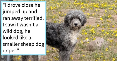 Goldendoodle found lost and scared in Utah by hiker carefully coaxed into rescuer’s car with treats and delivered to Animal Control to find him a furever home, rescuer says: ‘He's so cute he'll find a home quick.’
