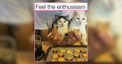 Sweet as Pie Cat Memes For a Dose of Deliciousness This Morning
