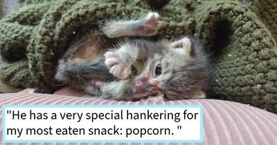 Kitten abandoned by cat mom found crying under shed saved by neighbor who rasied fur baby after shelters turned him away, cat dad says: ‘The goofiest kitten I've ever met and since he can walk well now, he's always right there like a tiny shadow.’