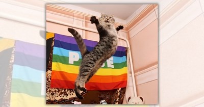 A Rainbow of Fabulous Feline Funnies to Celebrate Pride Month the Purrfect Way