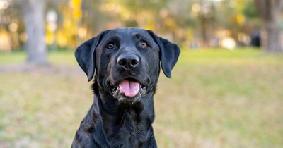 'How do I make this the best month of his life?': Person dog sitting 11-year-old black lab seeks sincerely sweet advice from internet to make lab happiest