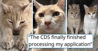 Sweet street cat that waited every morning for his chosen human before work finally gets adopted, then instantly becomes friends with the other cat and makes himself at home: '[He] is not a street cat anymore'
