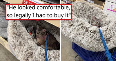 Person takes their cat on a trip to the store, the cat lies down in a giant fluffy dog bed, leaves the human with no choice but to buy it, and goes viral: 'It's now 3/3 cat approved in our house'