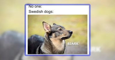 27 Wholesome Woofers Fetching You Fido Fun Featuring Dog Memes