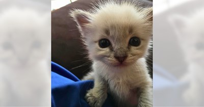 Lucky newborn kitten tossed away like trash found by cat lover who saved her life and became her fluffiest treasure, rescuer says: 'She is a survivor'