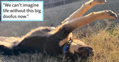 German Shepherd found dumped with belongings in local park saved and given furever home with family who found him, dog mom says: ‘I never imagined owning a German Shepherd, he’s three times the size of our last dog but he’s been absolutely wonderful’