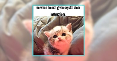 Biscuit-Making Bliss Made of 35 Meowing Cat Memes