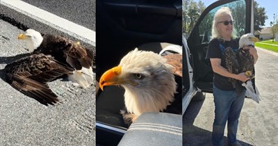 Watch: Distressed bald eagle found by Florida man on side of the highway, man saves the beautiful bird from oncoming traffic and brings her to a raptor rescue