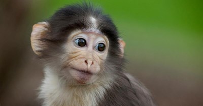 19-year-old cousin decides to call animal sanctuary to take her 68-year-old cousin's pet monkey, after years of raising the capuchin irresponsibly: ‘Wild animals are not pets’