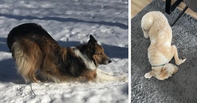20 Calming Canine Yogis fur Hardworking Hoomans Who Yearn for some Downward Dog