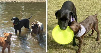 20 Pawdorable Play Date Pupper Pics Pawfect fur Playing Hookey with your Canine Loving Colleagues
