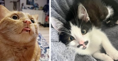 25 Clueless Cat Children Clinging onto the Empty Space Between their Ears