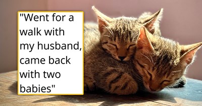 'Apparently they have 10 [kittens]': Couple randomly stops to pet 2 kittens on a walk when suddenly, the people living in the house nearby tell them to just take the flea-infested felines home 