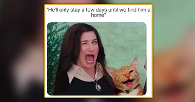 25 Gentle Feline Funnies for a Sprinkle of Sweet Kitty Cuteness