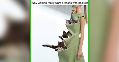 24 Fresh Feline Funnies for a Much-Needed Meowment of Cat Comfort