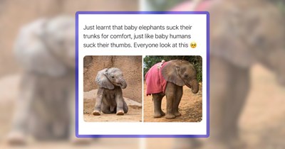 35 Adorable Animal Memes to Softly Start Another Day