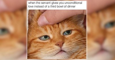 33 Feline-Filled Funny Memes for a Moment of Pawdorable Peace