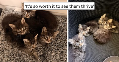 'I picked them up myself and have been fostering since': Determined rescuer steps up for a litter of vulnerable kittens when no organization could help